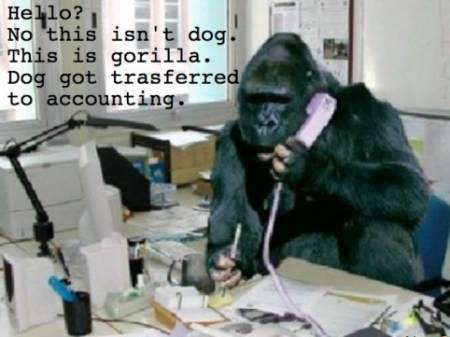 gorila-atendente